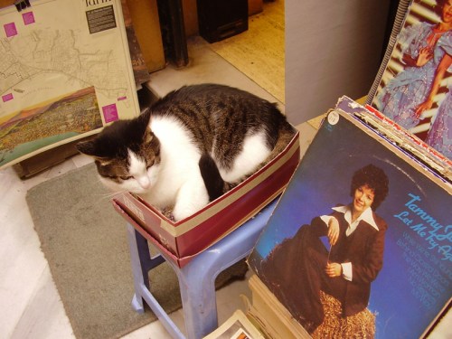 Cat of Istanbul enjoying a box of records outside Lale Plak music shop 