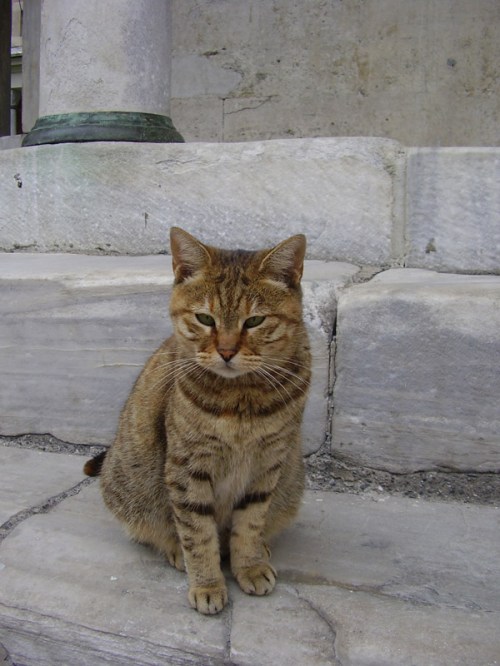Istanbul Cat 1