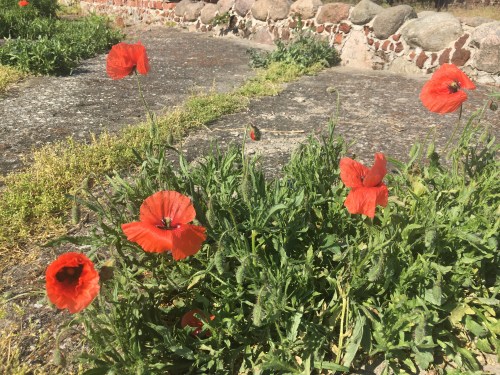Poppies at the Castle of Blood Evil