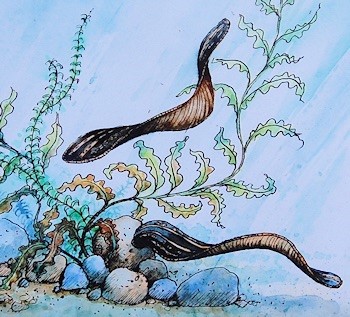 The Romney Marsh medicinal leech